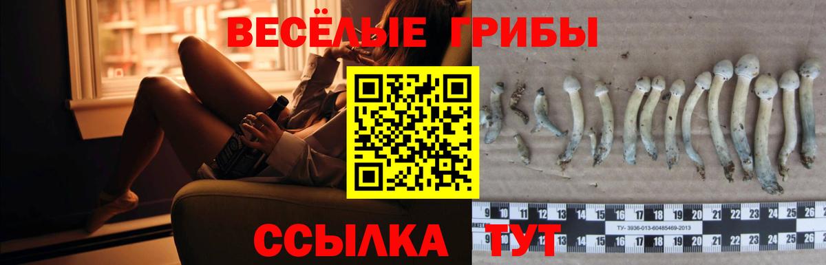 Северск  Псилоцибиновые грибы мицелий  Вход с VPN  Галлюциногенные грибы GOLDEN TEACHER 